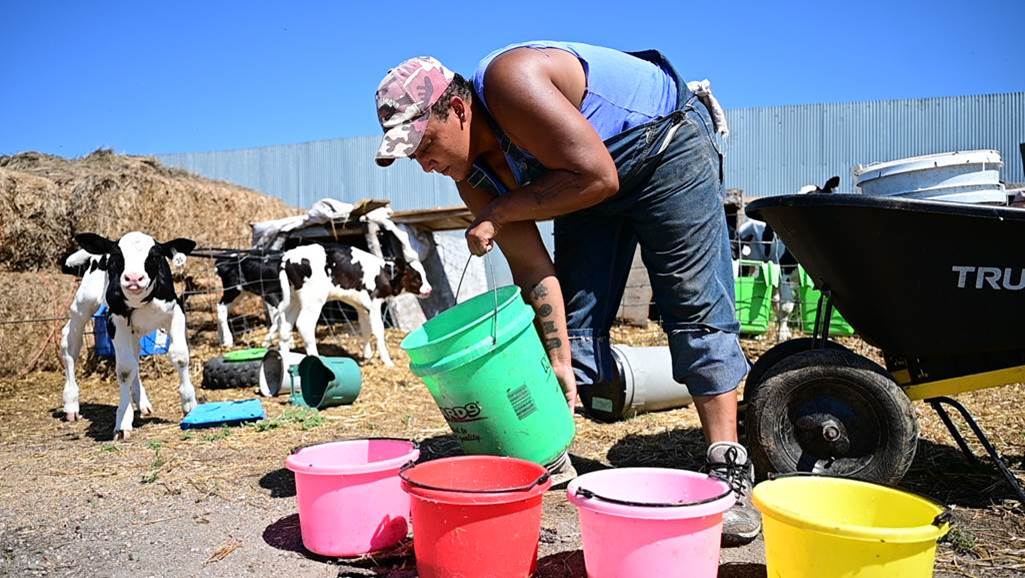 woman dairy farmer pouring milk